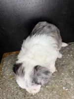 Sirius, a male Sheepadoodle for sale in Anaheim, CA – 5 of 7