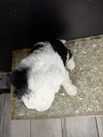 Orion, a male Sheepadoodle for sale in Anaheim, CA – 4 of 7