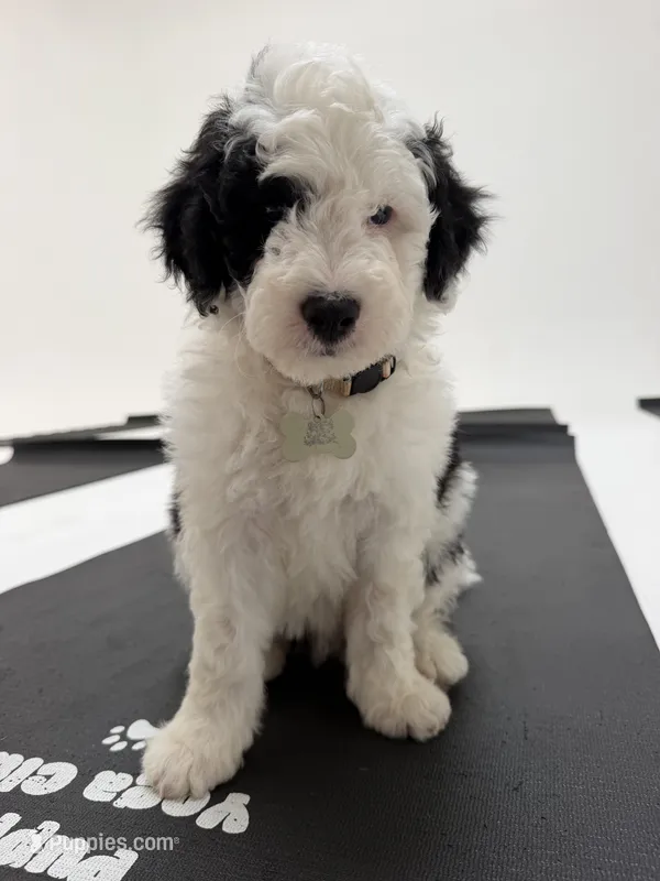 Ori – Sheepadoodle puppy for sale in Anaheim, CA