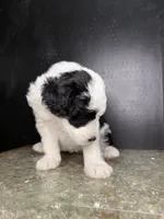 Orion, a male Sheepadoodle for sale in Anaheim, CA – 3 of 7