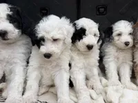 Ori, a male Sheepadoodle for sale in Anaheim, CA – 4 of 9
