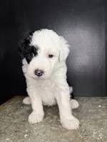 Orion, a male Sheepadoodle for sale in Anaheim, CA – 1 of 7