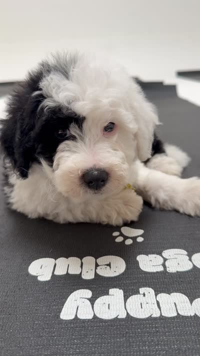 Comet, a male Sheepadoodle for sale in Anaheim, CA – 9 of 9