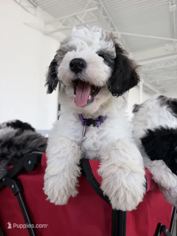 Atlas – Sheepadoodle puppy for sale in Anaheim, CA
