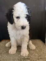 Cosmo, a male Sheepadoodle for sale in Anaheim, CA – 3 of 6