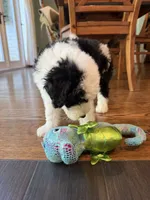 Comet, a male Sheepadoodle for sale in Anaheim, CA – 6 of 9