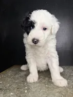 Orion, a male Sheepadoodle for sale in Anaheim, CA – 5 of 7