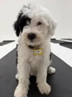 Comet, a male Sheepadoodle for sale in Anaheim, CA – 3 of 9
