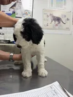 Cosmo, a male Sheepadoodle for sale in Anaheim, CA – 4 of 10