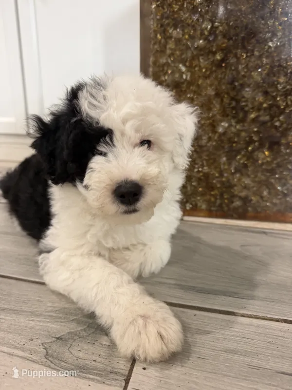 Comet – Sheepadoodle puppy for sale in Anaheim, CA