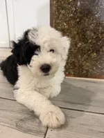 Comet, a male Sheepadoodle for sale in Anaheim, CA – 1 of 9