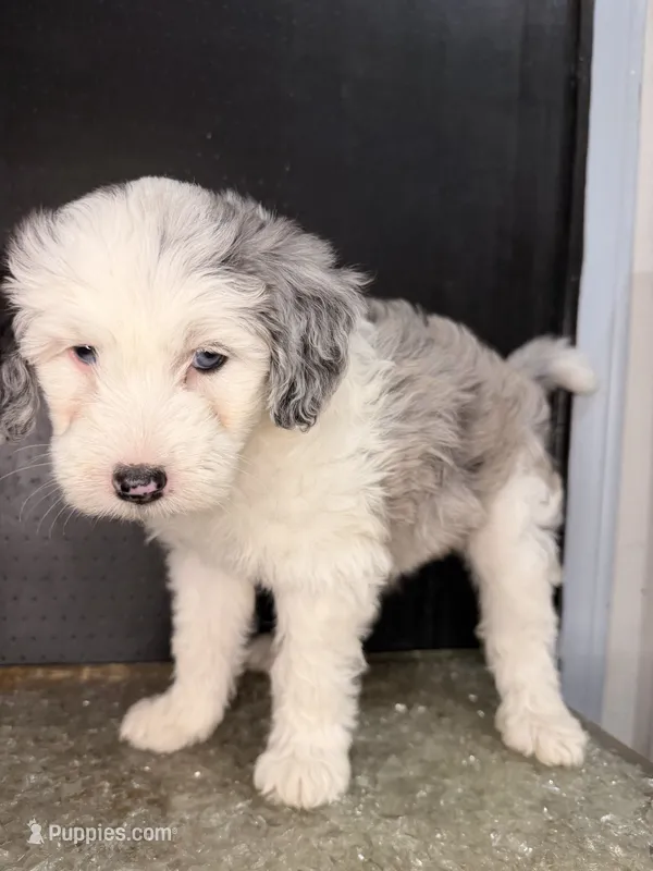 Sirius – Sheepadoodle puppy for sale in Anaheim, CA