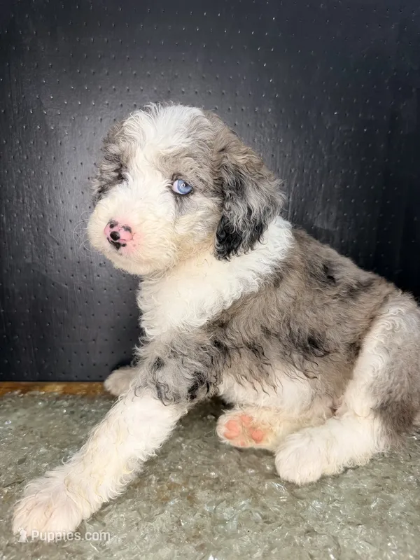 Stella – Sheepadoodle puppy for sale in Anaheim, CA