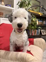 Comet, a male Sheepadoodle for sale in Anaheim, CA – 8 of 9