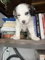 Atlas, a female Sheepadoodle for sale in Anaheim, CA – 5 of 6