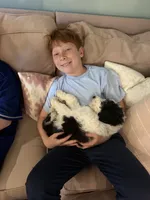 Cosmo, a male Sheepadoodle for sale in Anaheim, CA – 3 of 10