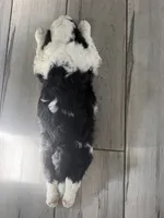 Cosmo, a male Sheepadoodle for sale in Anaheim, CA – 4 of 6