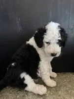 Cosmo, a male Sheepadoodle for sale in Anaheim, CA – 7 of 10