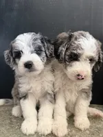 Stella, a female Sheepadoodle for sale in Anaheim, CA – 3 of 6