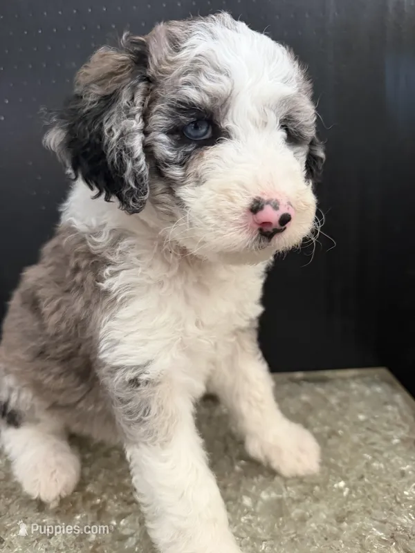 Stella – Sheepadoodle puppy for sale in Anaheim, CA
