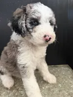 Stella, a female Sheepadoodle for sale in Anaheim, CA – 1 of 6