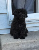 Luna, a female Miniature Bernedoodle for sale in Aurora, CO – 2 of 3