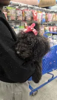 Luna, a female Miniature Bernedoodle for sale in Aurora, CO – 3 of 3