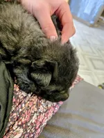 Jet, a male German Shepherd Dog for sale in Stanley, WI – 2 of 6