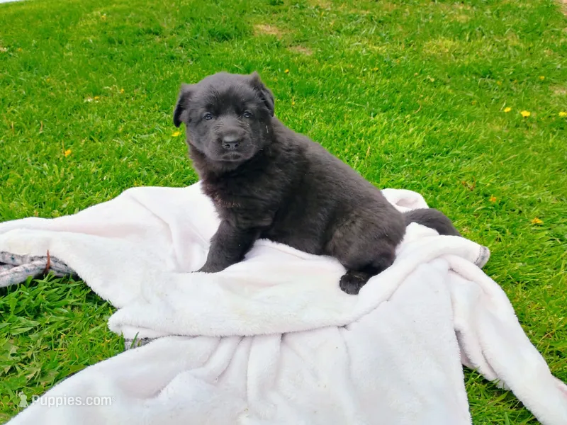 Chubby Beth – German Shepherd Dog puppy for sale in Stanley, WI