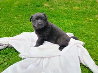 Chubby Beth, a female German Shepherd Dog for sale in Stanley, WI – 1 of 4