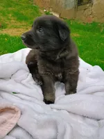 Pepper, a female German Shepherd Dog for sale in Stanley, WI – 3 of 5