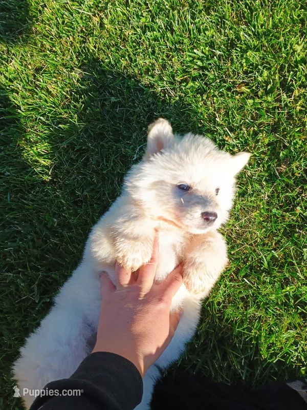 Ivory – German Shepherd Dog puppy for sale in Stanley, WI