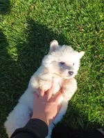 fluff ball, a female German Shepherd Dog for sale in Stanley, WI – 2 of 3