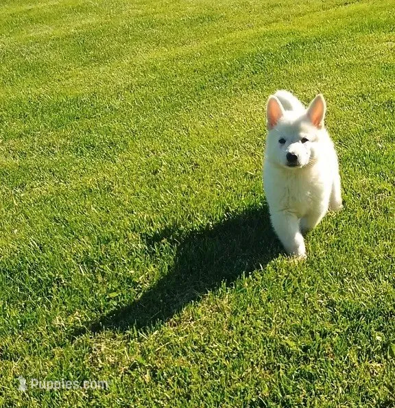 Crispy – German Shepherd Dog puppy for sale in Stanley, WI