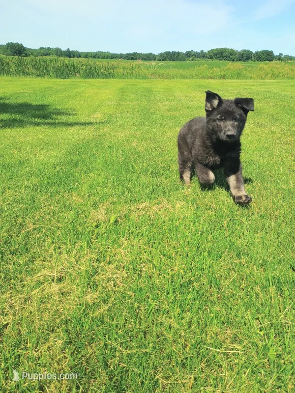 Pepper – German Shepherd Dog puppy for sale in Stanley, WI