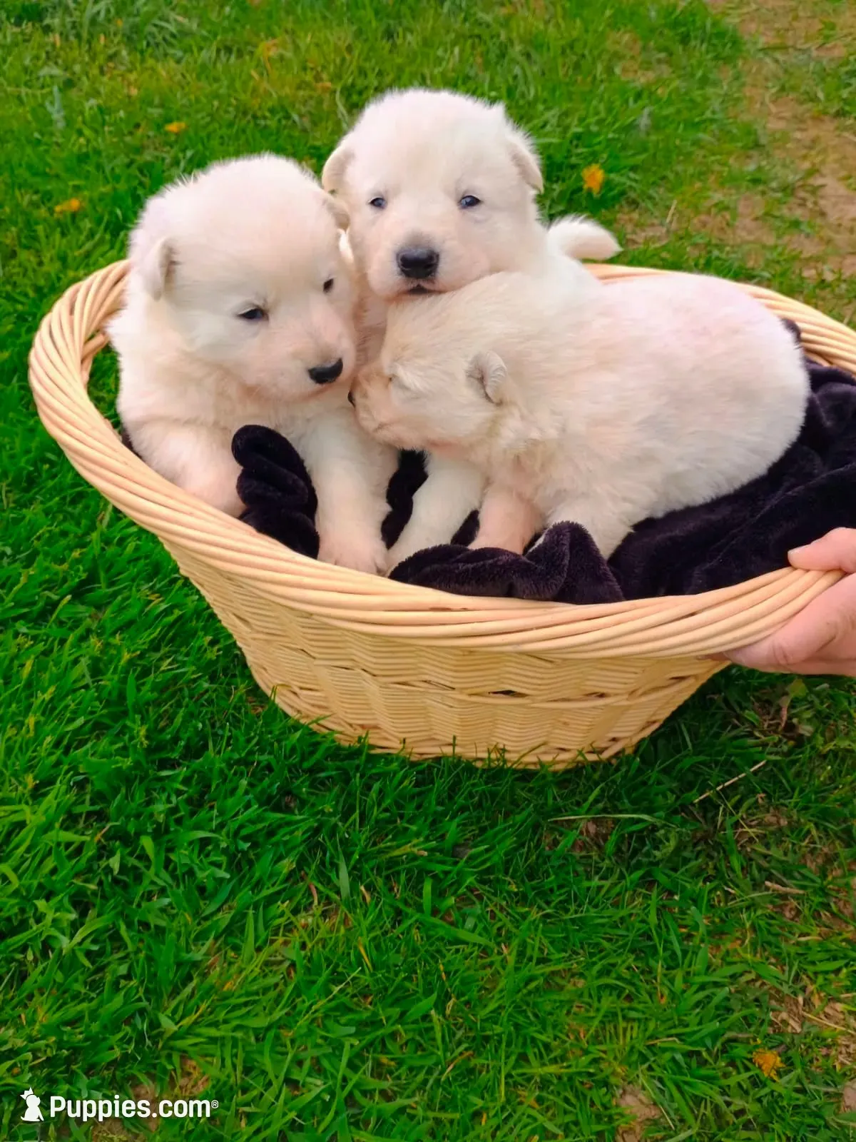 Crispy, a  German Shepherd Dog for sale in Stanley, WI – 1 of 4