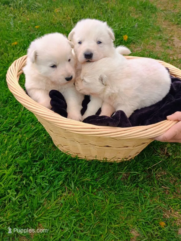 Crispy – German Shepherd Dog puppy for sale in Stanley, WI