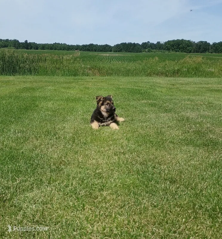 Cinnamon  – German Shepherd Dog puppy for sale in Stanley, WI