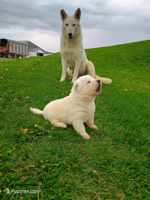 Crispy – German Shepherd Dog puppy for sale in Stanley, WI