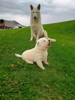 Crispy, a  German Shepherd Dog for sale in Stanley, WI – 2 of 4