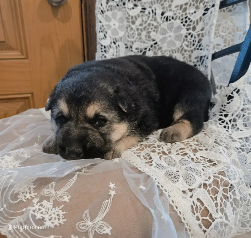 Cinnamon  – German Shepherd Dog puppy for sale in Stanley, WI