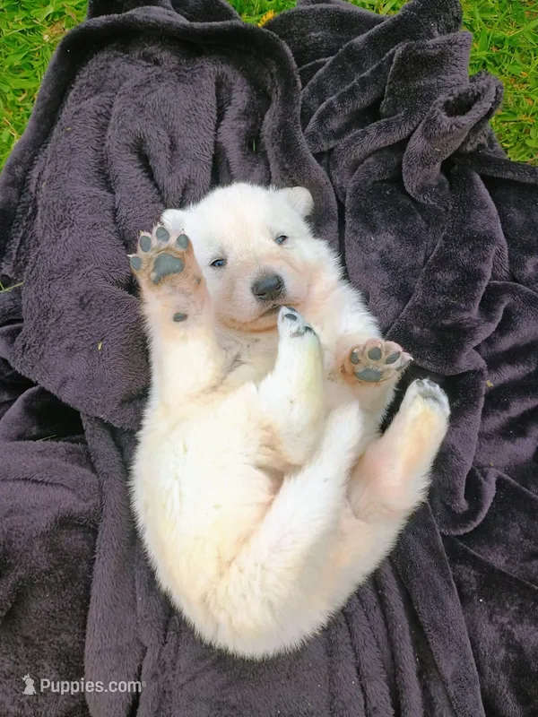 Wiggly – German Shepherd Dog puppy for sale in Stanley, WI