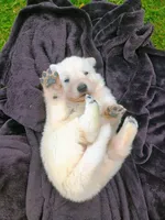 Wiggly, a  German Shepherd Dog for sale in Stanley, WI – 1 of 3