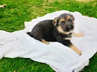 Cinnamon , a male German Shepherd Dog for sale in Stanley, WI – 3 of 6