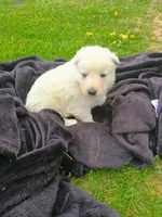 Ivory, a  German Shepherd Dog for sale in Stanley, WI – 2 of 3