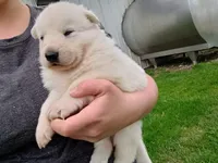 Wiggly, a  German Shepherd Dog for sale in Stanley, WI – 2 of 3