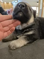 Cinnamon , a male German Shepherd Dog for sale in Stanley, WI – 2 of 6