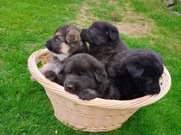 Pepper, a female German Shepherd Dog for sale in Stanley, WI – 5 of 5