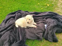 Ivory, a  German Shepherd Dog for sale in Stanley, WI – 3 of 3