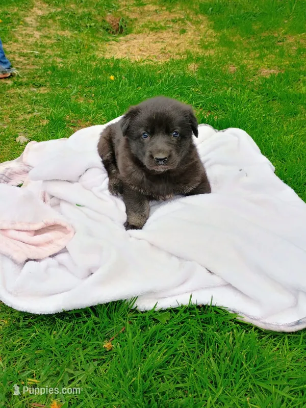 Pepper – German Shepherd Dog puppy for sale in Stanley, WI